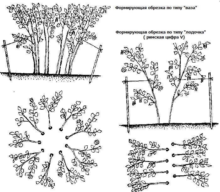 Обрезка лещины: разные типы обрезки для молодой и старой лещины, формирование лещины в виде дерева и кустарника | огородники