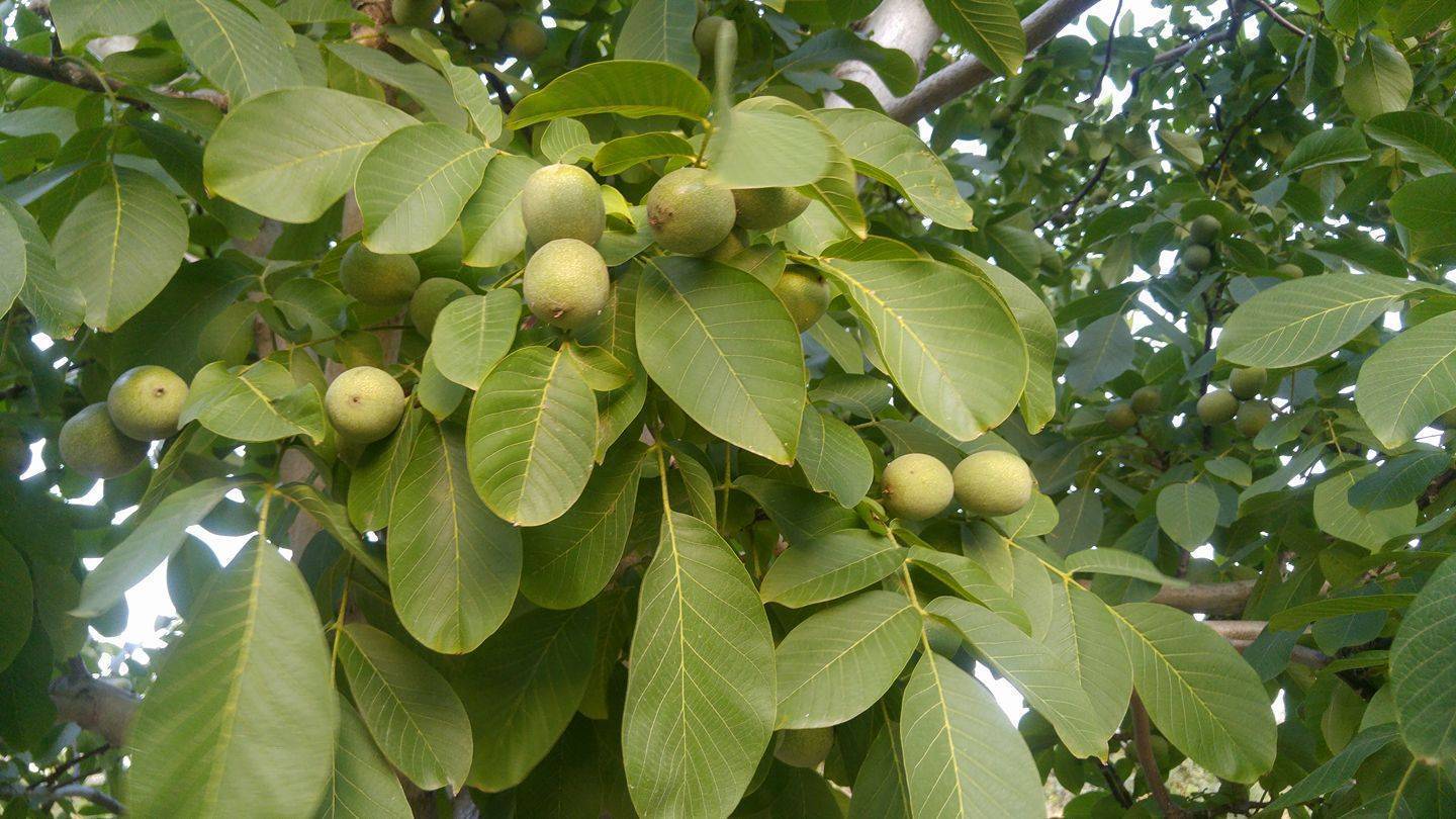 Грецкий орех: описание дерева, сорта, распространение