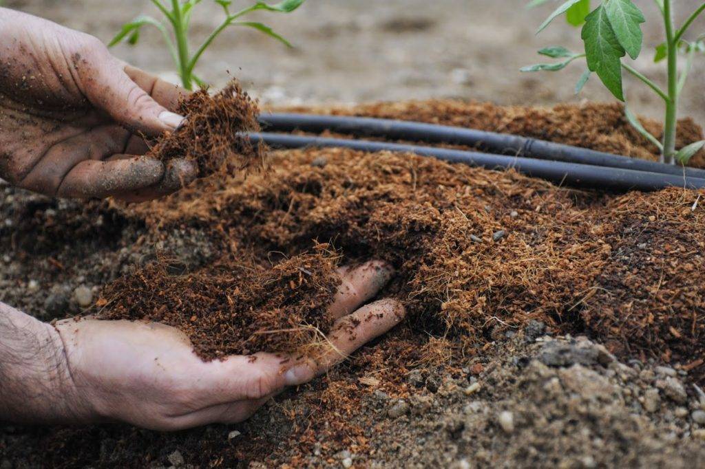 Как улучшить глинистую почву на участке
