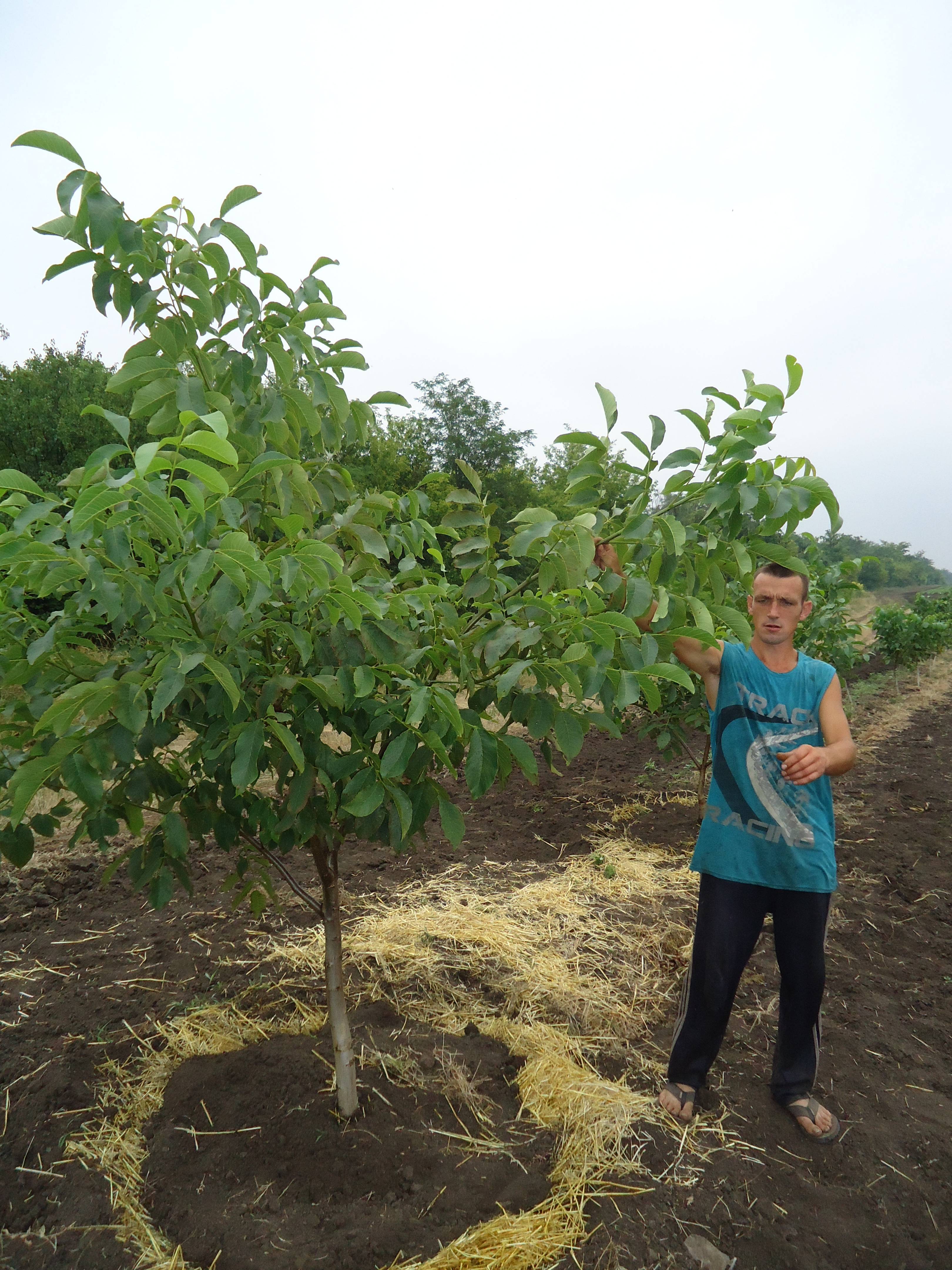 Выращивание грецкого ореха на приусадебных участках