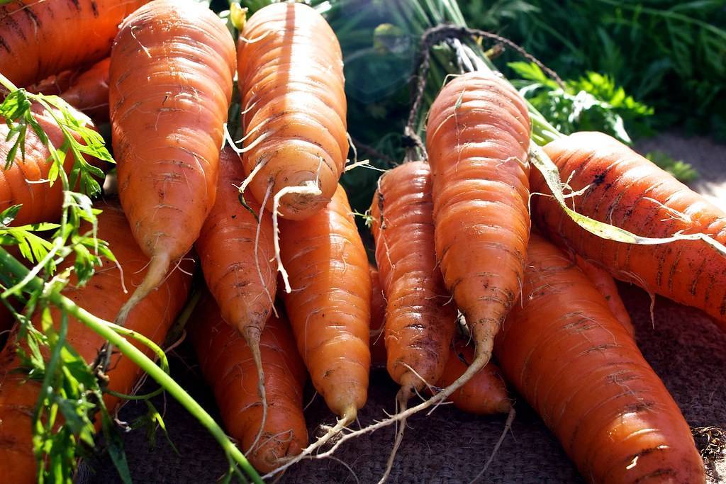 Как правильно вырастить хороший урожай крупной моркови в открытом грунте