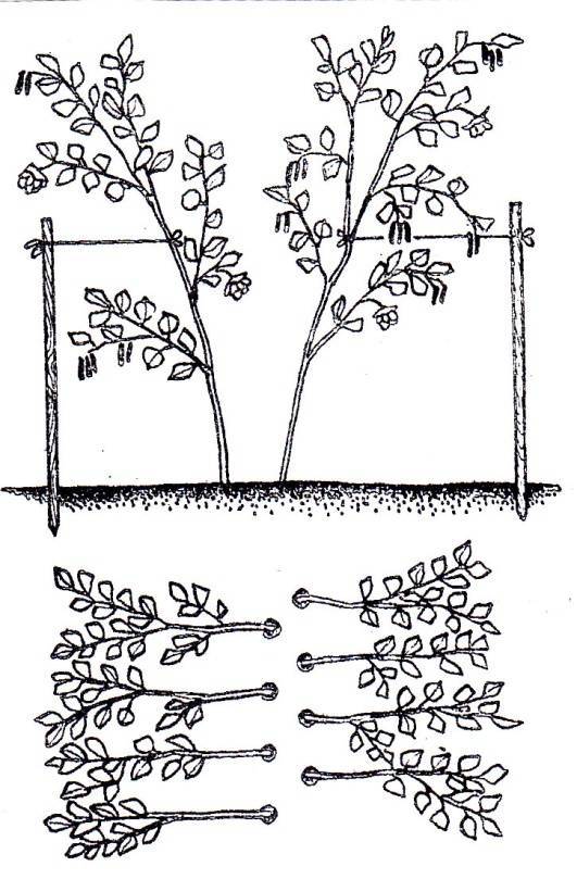 Выращивание фундука трапезунд