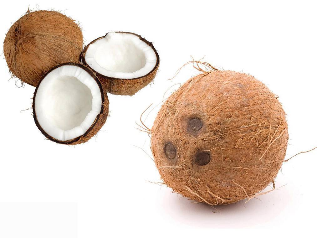 Кокосовая пальма или где растут кокосы: фото, описание