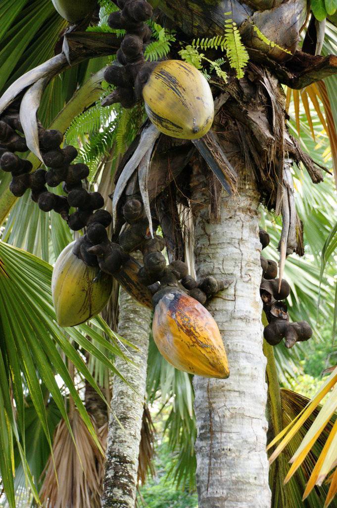 Виды кокосов: какие бывают сорта, сколько всего разновидностей существует, как выбрать?