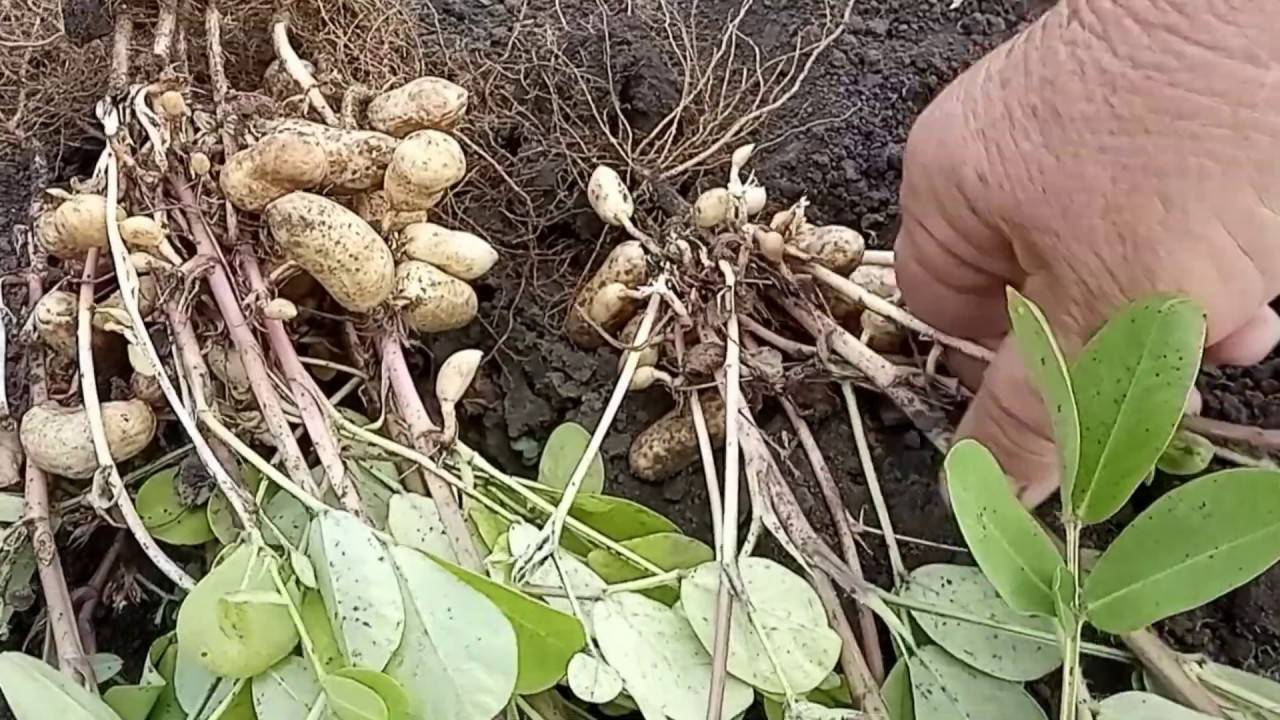 Как вырастить арахис: в домашних условиях, на огороде, на даче