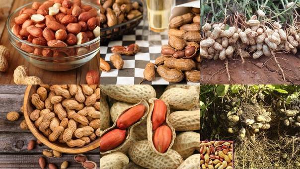 Полезны ли орехи при панкреатите?