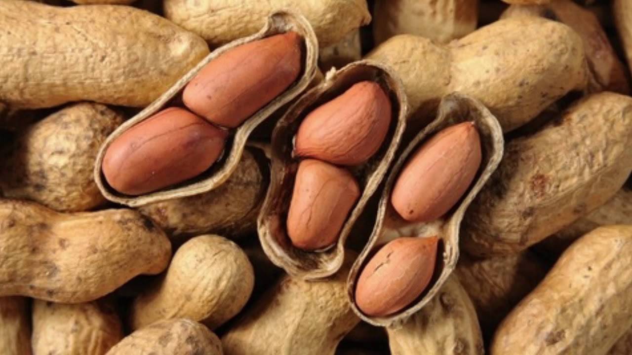 Как растет арахис в природе