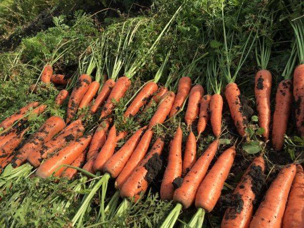 Как добиться богатого урожая моркови ???? сад и огород