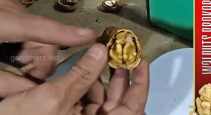 Бизнес на орехах украина – как и сколько можно заработать на выращивании грецкого ореха