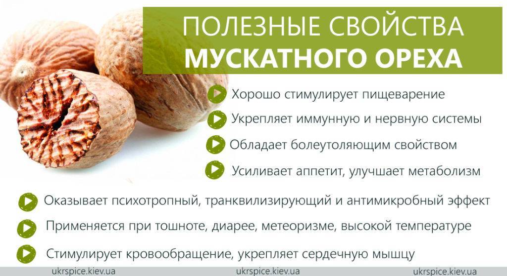 Самые полезные орехи для потенции у мужчин: грецкие, фундук, кедровые с медом