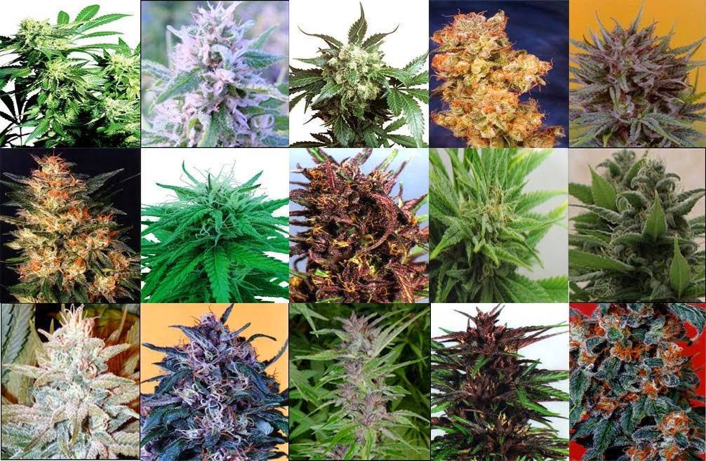 Фото разных сортов марихуаны есть ли витамин к в марихуане