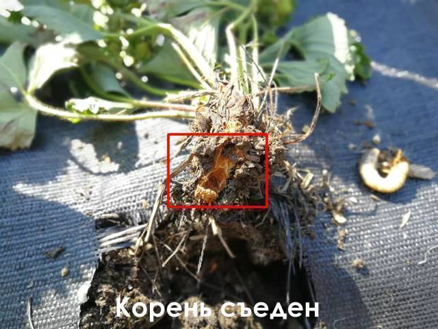 Как бороться с майским жуком: как избавить и уничтожить на участке и огороде