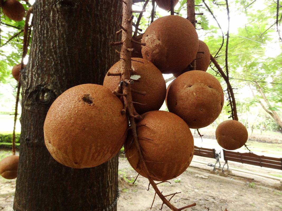 Как растет бразильский орех фото