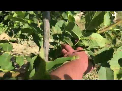 Грецкий орех чандлер: описание сорта и характеристика, урожайность, выращивание и уход