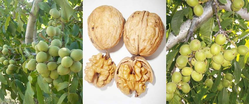 Биологические аспекты в селекции ореха грецкого