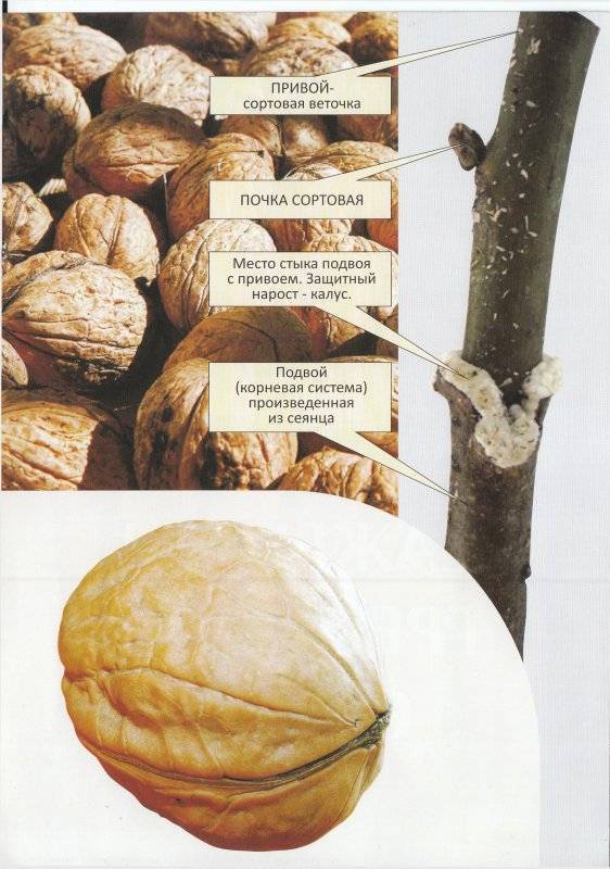 Прививка грецкого ореха
