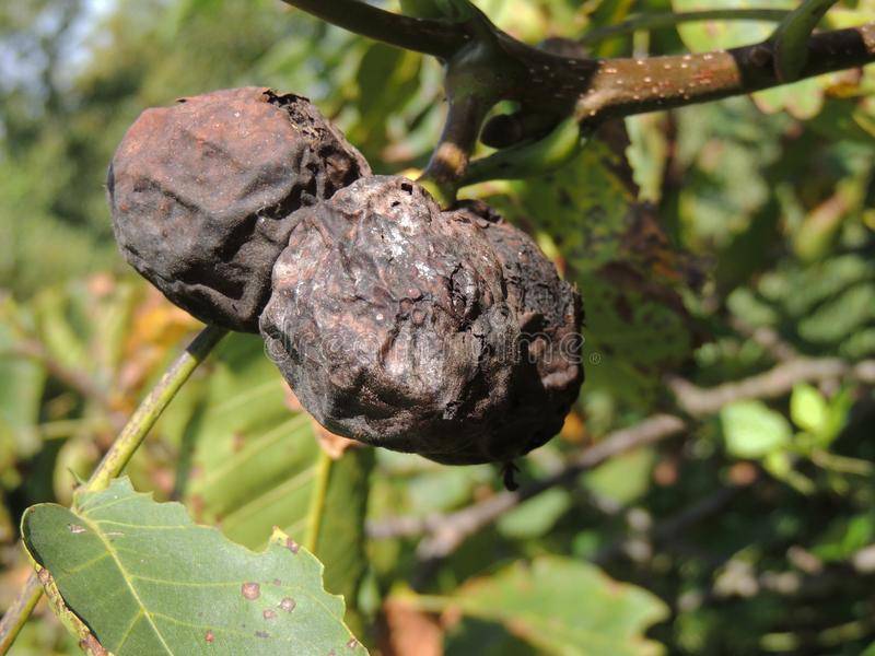 Как лечить дерево грецкого ореха от болезней и вредителей