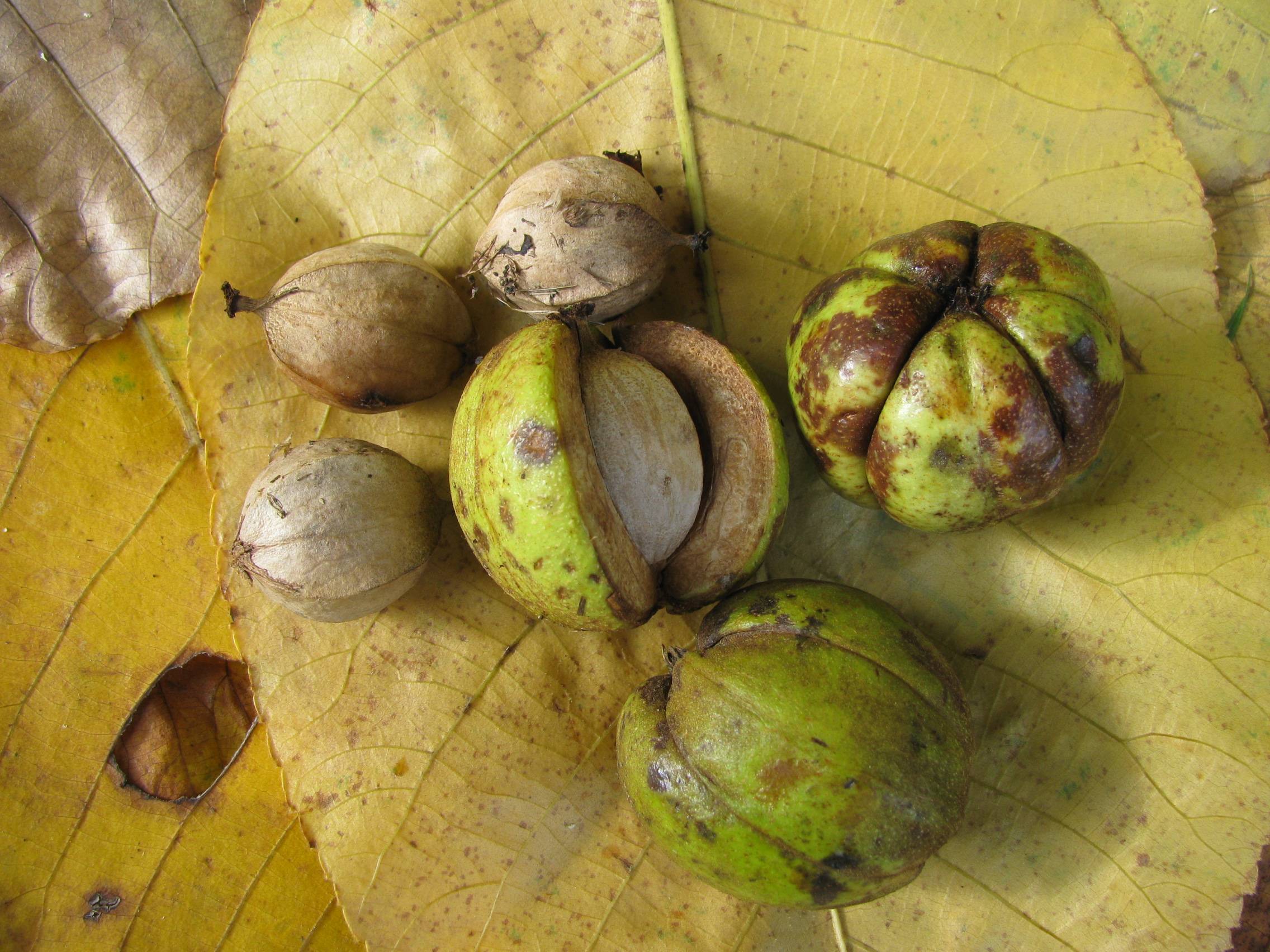 Шарафуга — гибрид абрикоса, сливы и персика