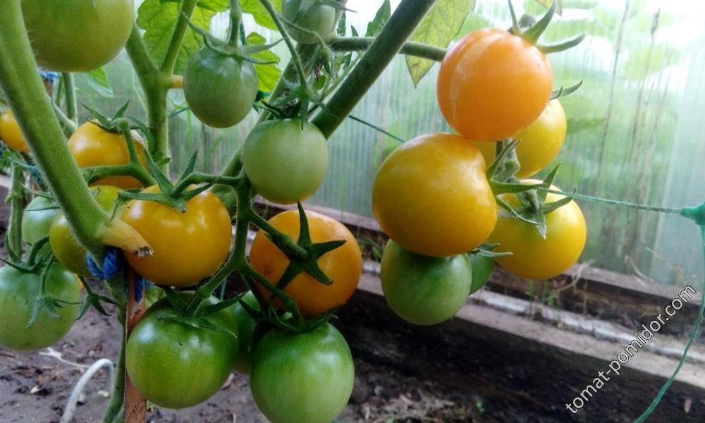 Лучшие сорта томатов для нижегородской области отзывы