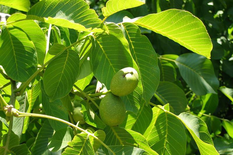 Полезные свойства листьев грецкого ореха, народные рецепты и противопоказания