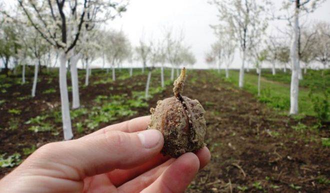 Как прорастить грецкий орех в домашних условиях для посадки: как правильно осуществить проращивание семян, можно ли обойтись без стратификации, когда ждать всходы?