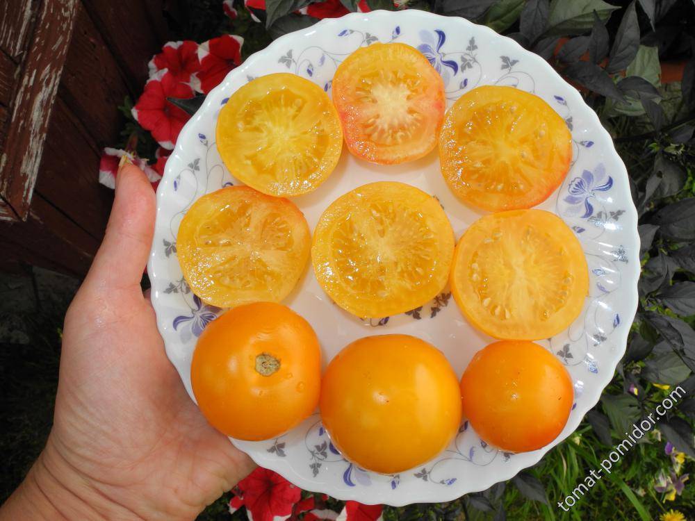 Лучшие сорта томатов для теплиц для нижегородской области