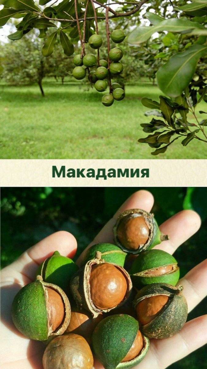 Фисташки: как растут в природе, где и на чем, откуда берутся в россии, как выглядит дерево, в каких странах выращивают и добывают орехи, как собирают и делают?