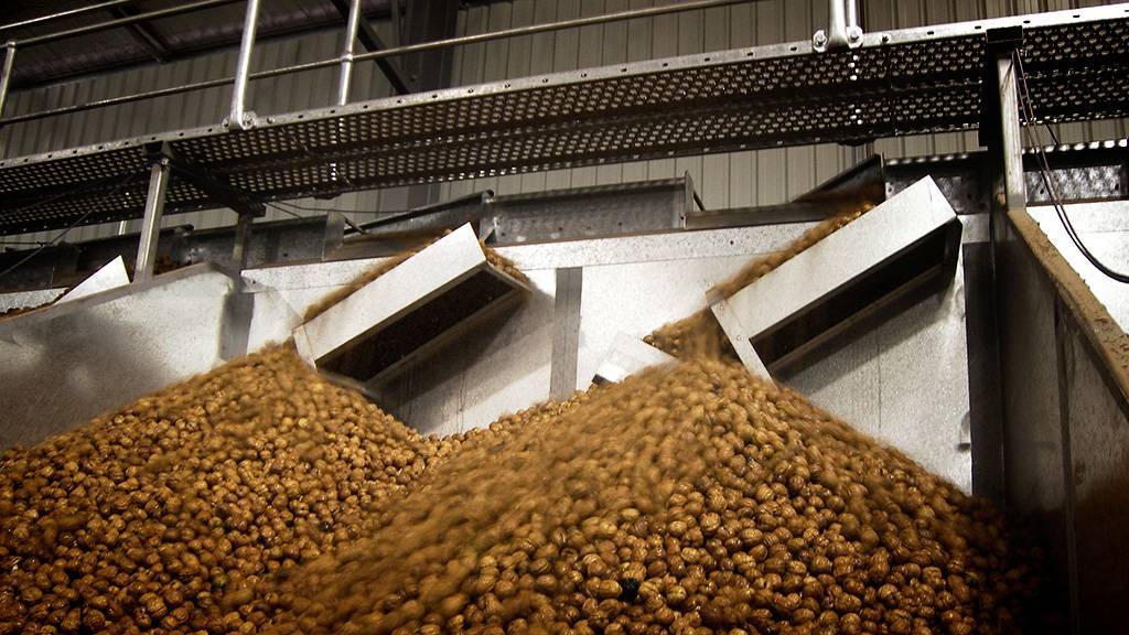 Промышленное выращивание фундука в россии — портал ореховод