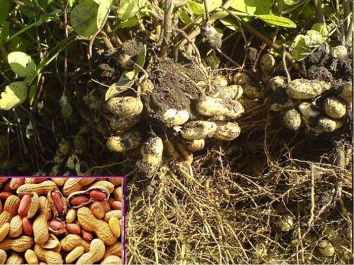 Как посадить арахис на огороде или на даче: правила и сроки посадки в открытый грунт (описание с видео)