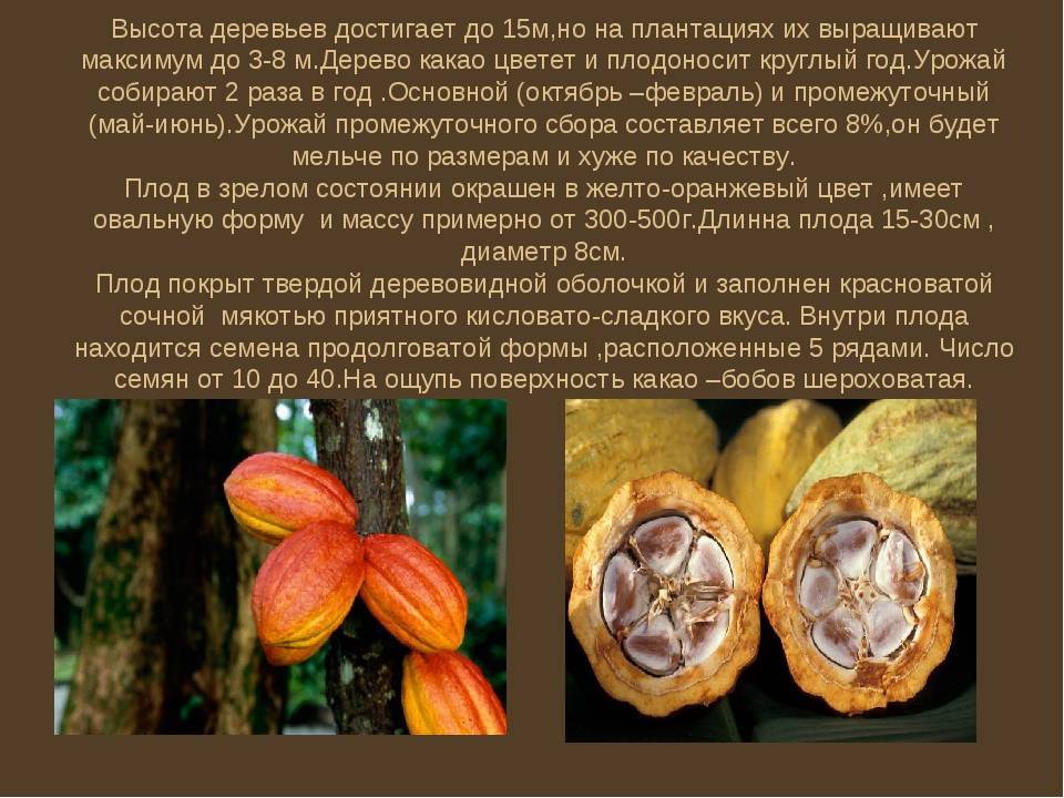 Какао-крупка: что это такое, польза и применение