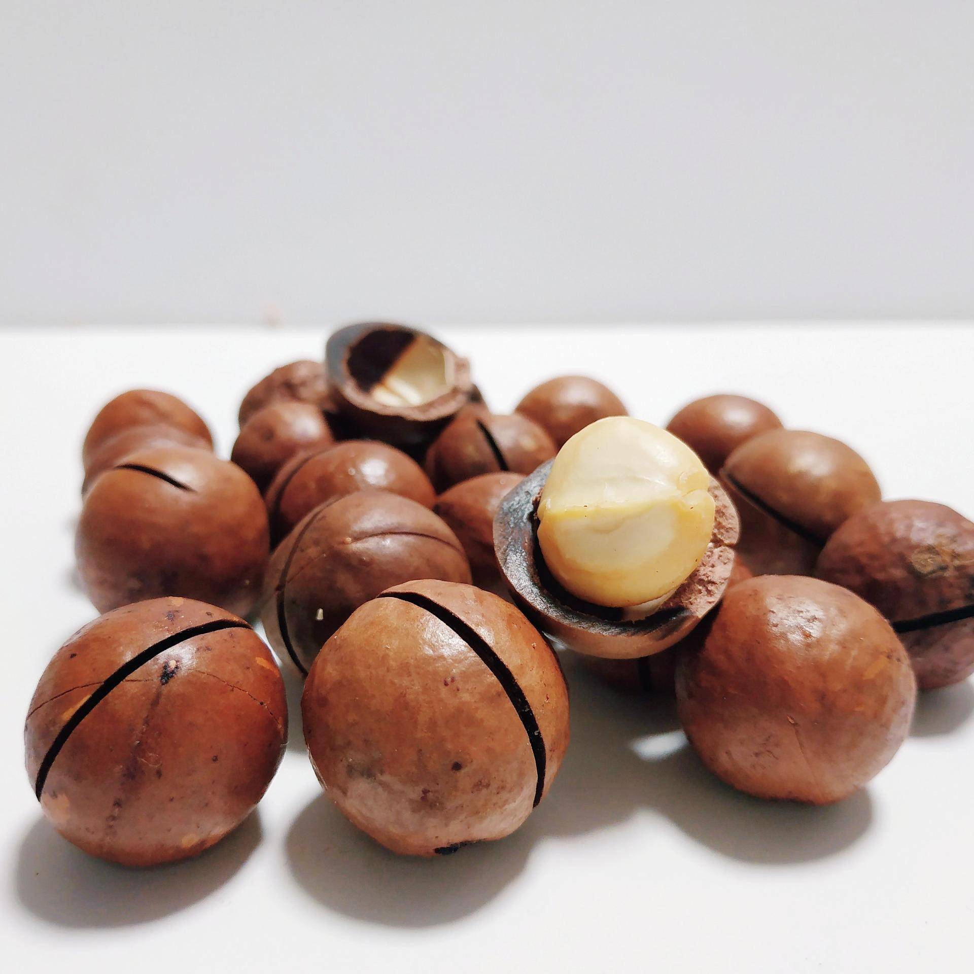 Австралийский орех макадамия: полезные свойства и противопоказания