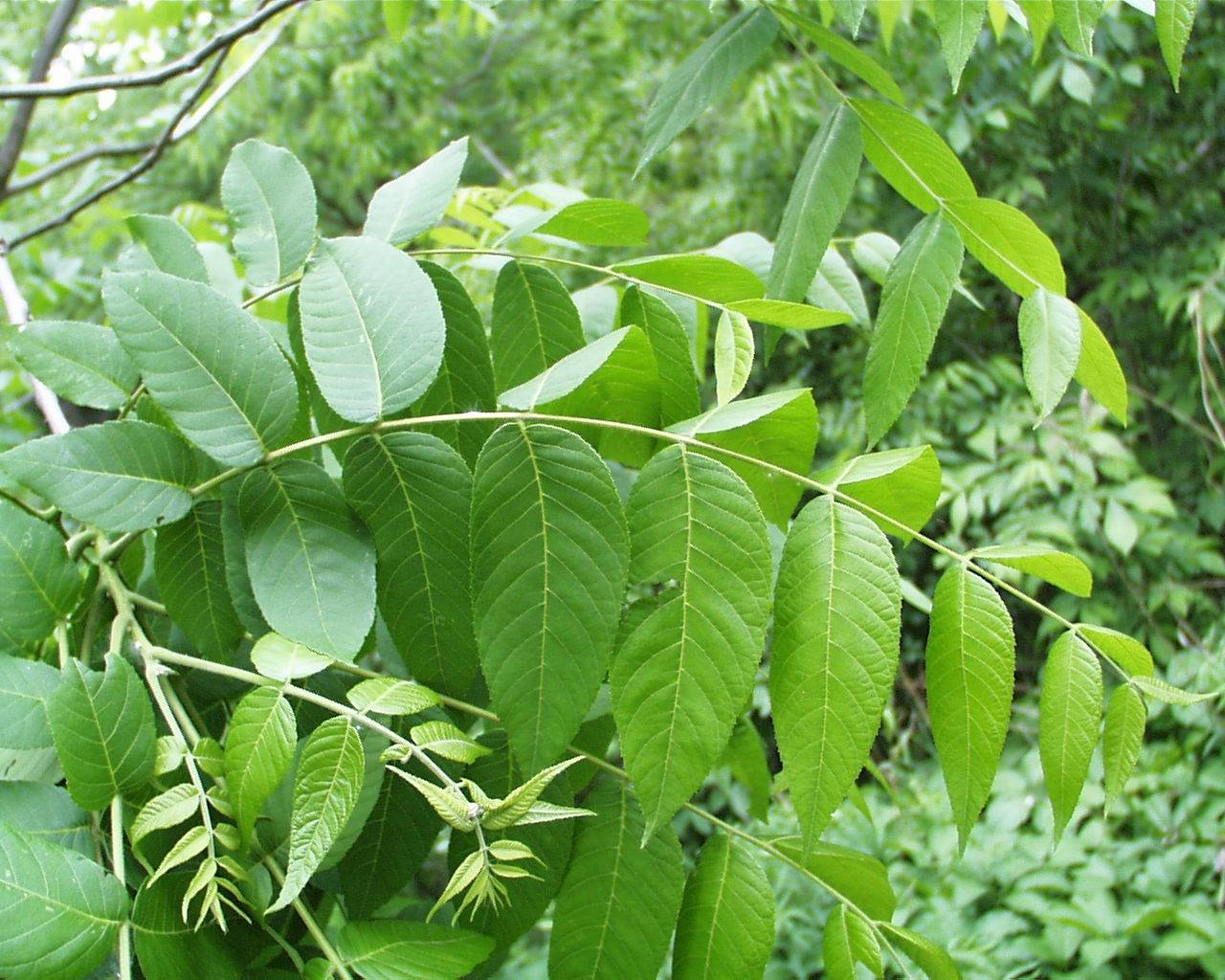 Листья как удобрение для огорода: как использовать листки грецкого ореха, чтобы получить пользу для дерева