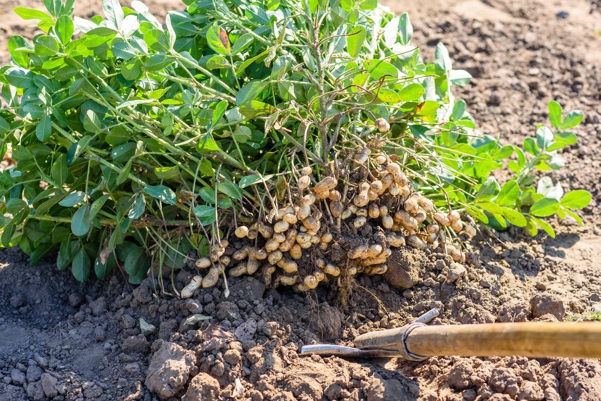 Как растет арахис в природе