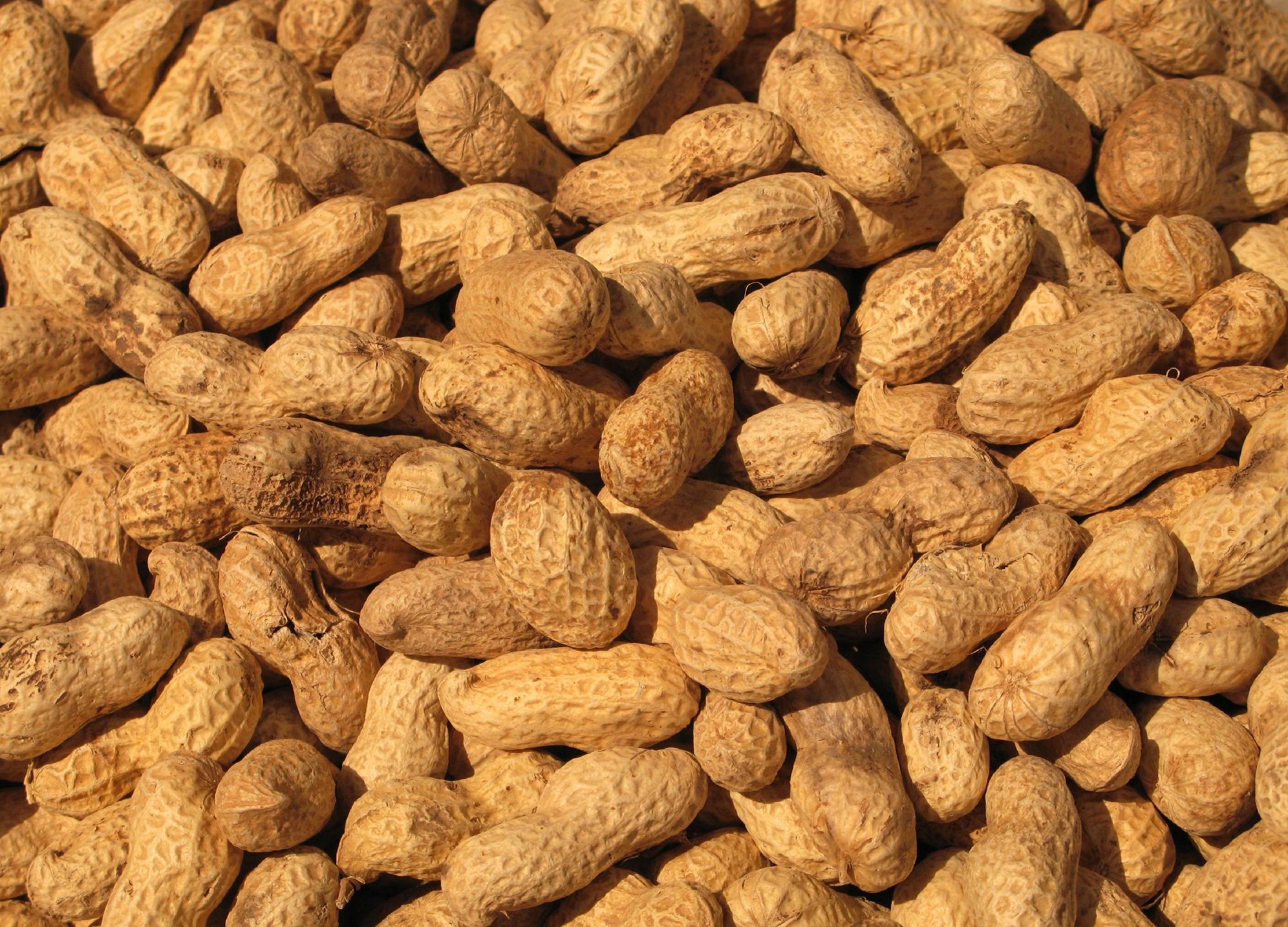 Что более полезно арахис или грецкий орех | польза и вред