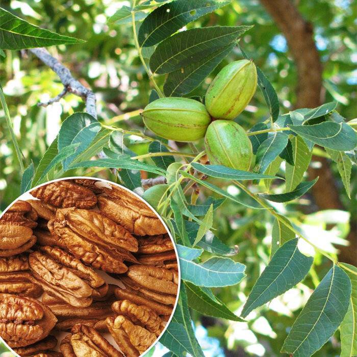 Как и где растет орех пекан: описание что это такое, его свойства, фото и видео о самостоятельном выращивании дерева