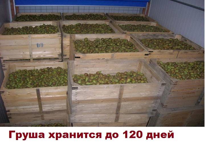 Можно ли хранить груши и яблоки вместе в магазине. kakhranitedy.ru