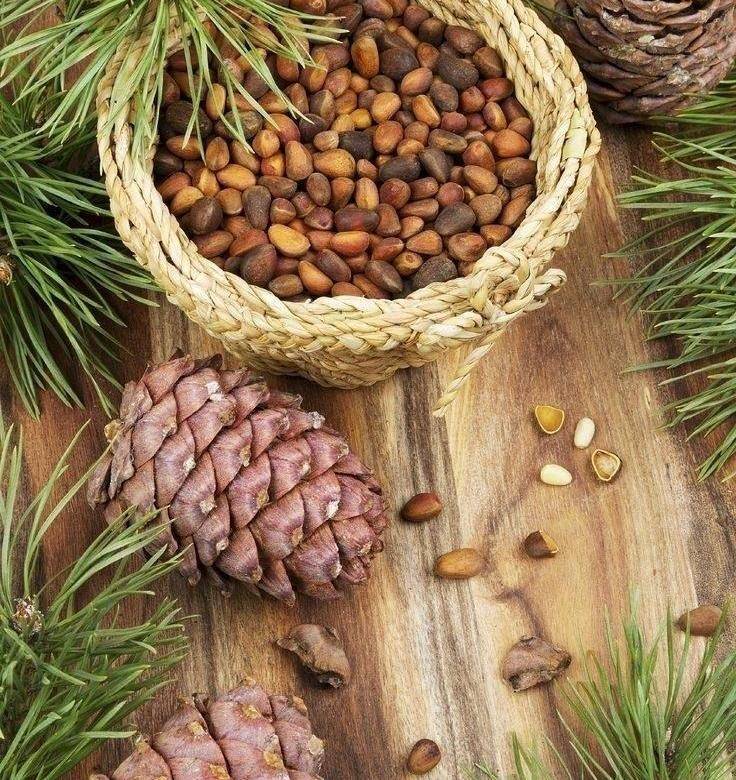 Кедровые орехи: полезные свойства и противопоказания