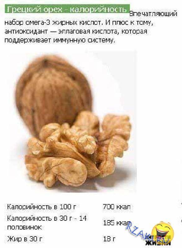 Орехи макадамия: польза и вред для организма, сколько нужно съесть
