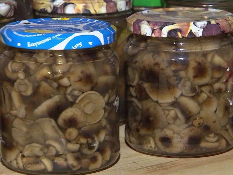 Маринование грибов на зиму в банках: рецепты в домашних условиях