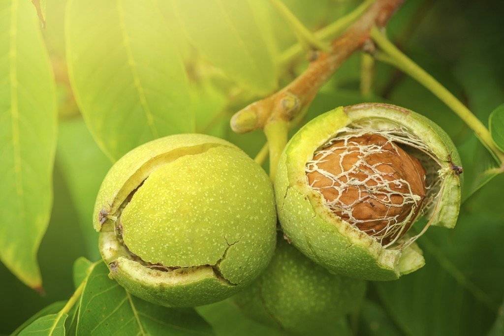Почему грецкий орех сбрасывает плоды и как это предотвратить? Как использовать зеленые орешки?