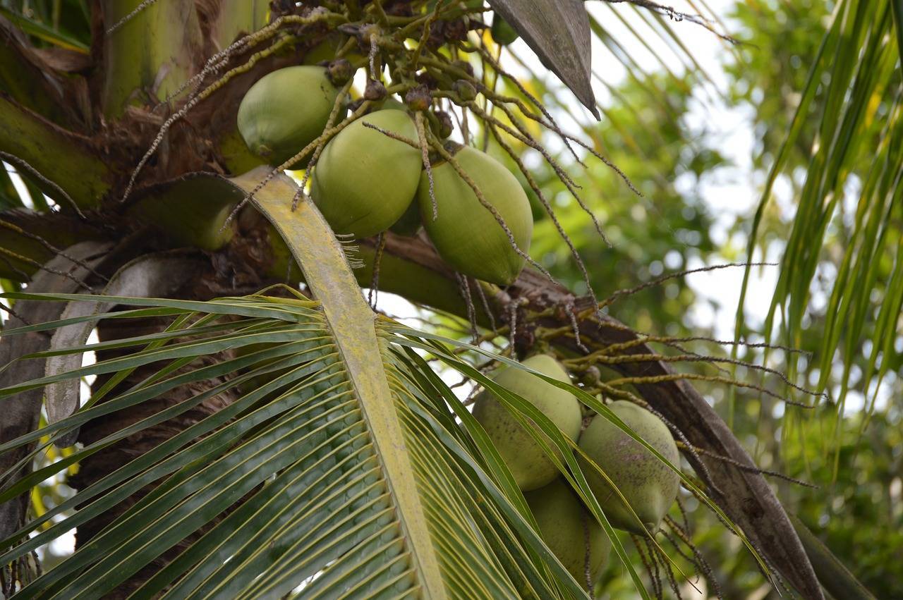 Сколько растет пальма: ответы на вопросы