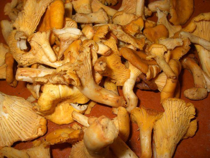Как приготовить грибы лисички – 8 отборных рецептов ????