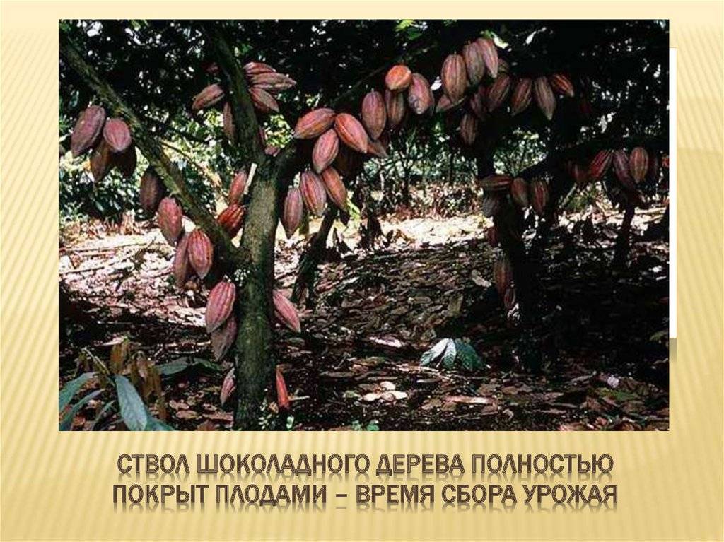 Шоколадное дерево: описание, применение и полезные свойства