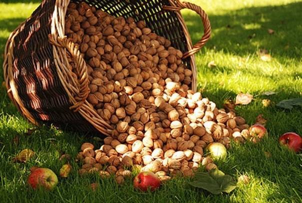 Особенности выращивания насаждений грецкого ореха с междурядным заполнением — портал ореховод