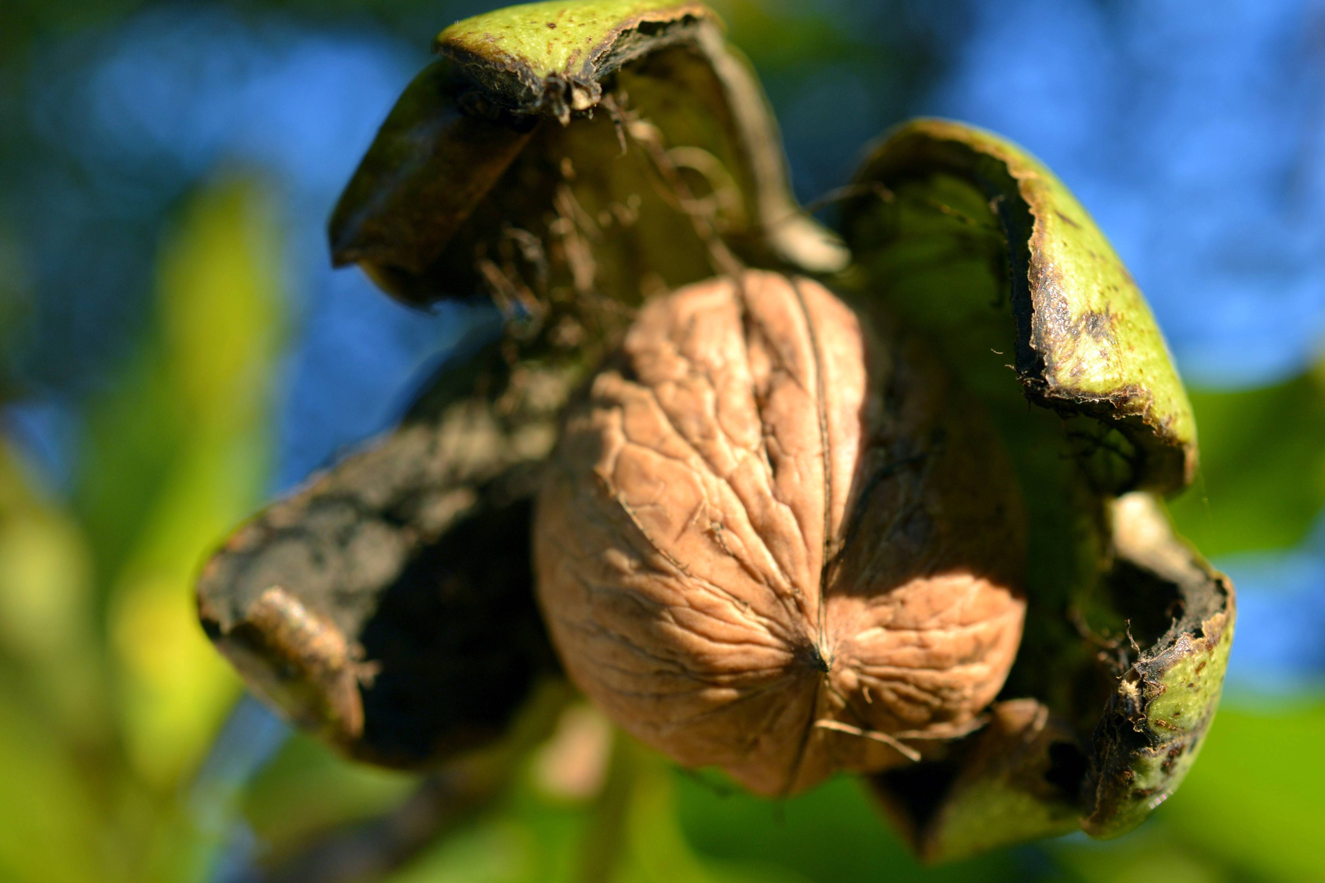 Болезни грецкого ореха и их лечение – советы садоводам