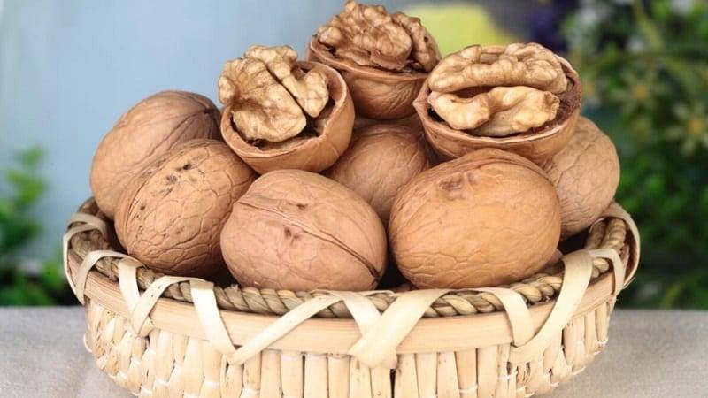 Как сушить и хранить грецкие орехи в домашних условиях: очищенные и в скорлупе