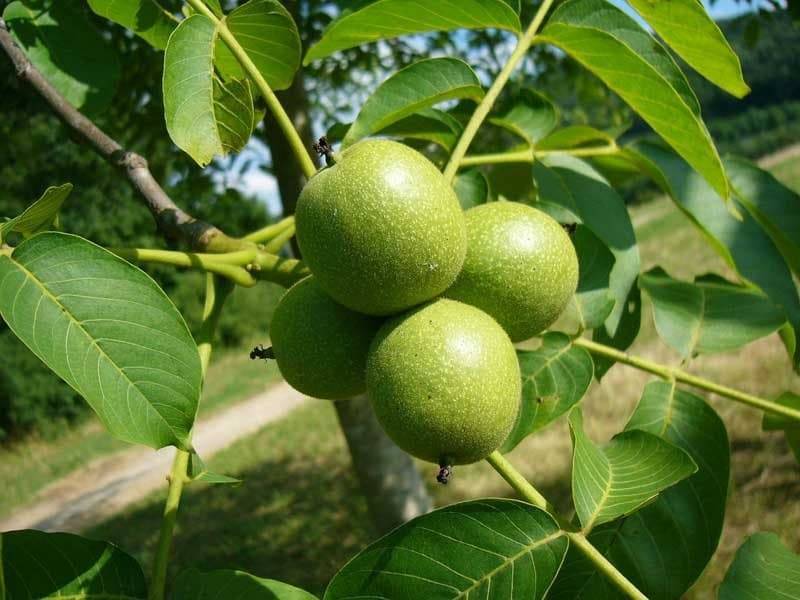 Описание дерева грецкого ореха, выращивание и уход