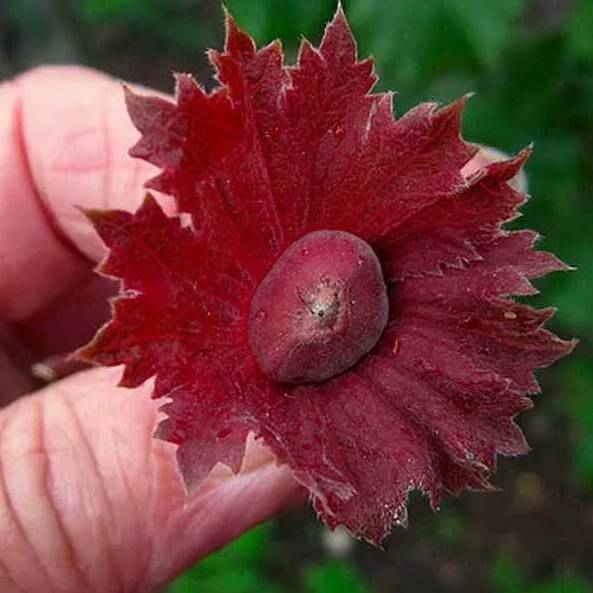 10 популярных сортов лещины с красными листьями