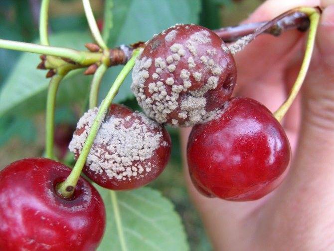 Сладкий, полезный и урожайный сорт миндаля Виктория: описание и секреты выращивания