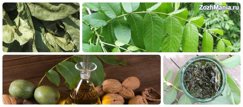 Листья грецкого ореха: свойства, применение, чай, отвар